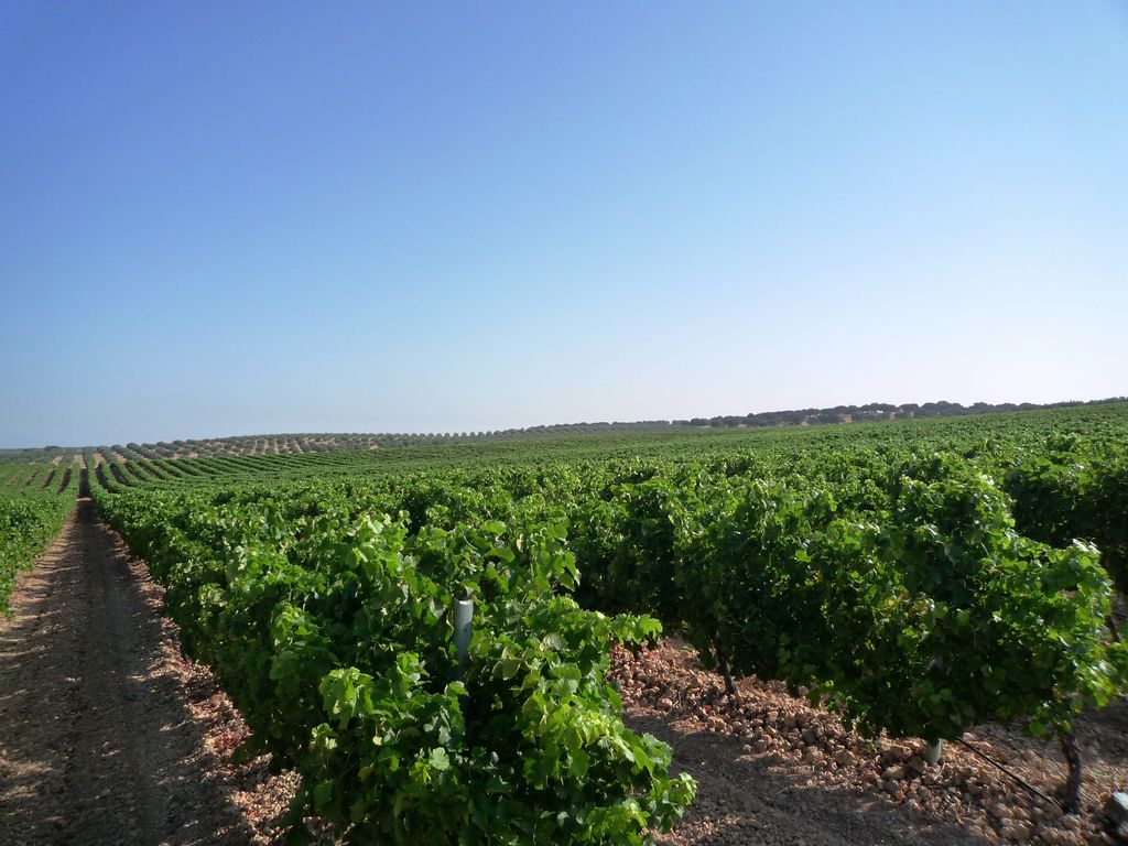Herdade